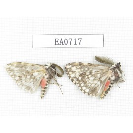 Moths sp. China, Tibet, Linzhi, Bomi county. 2Pcs. EA0717.