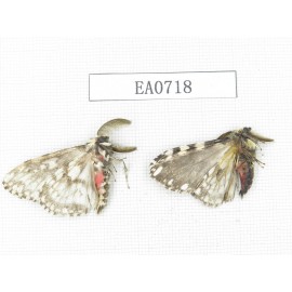 Moths sp. China, Tibet, Linzhi, Bomi county. 2Pcs. EA0718.