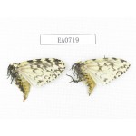 Moths sp. China, Tibet, Linzhi, Bomi county. 2Pcs. EA0719.