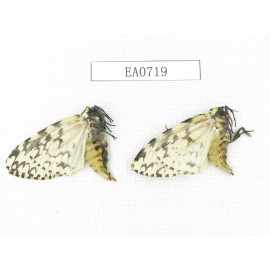 Moths sp. China, Tibet, Linzhi, Bomi county. 2Pcs. EA0719.