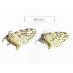 Moths sp. China, Tibet, Linzhi, Bomi county. 2Pcs. EA0720.