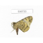 Moths sp. China, Tibet, Linzhi, Bomi county. 1Pcs. EA0733.