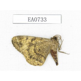 Moths sp. China, Tibet, Linzhi, Bomi county. 1Pcs. EA0733.