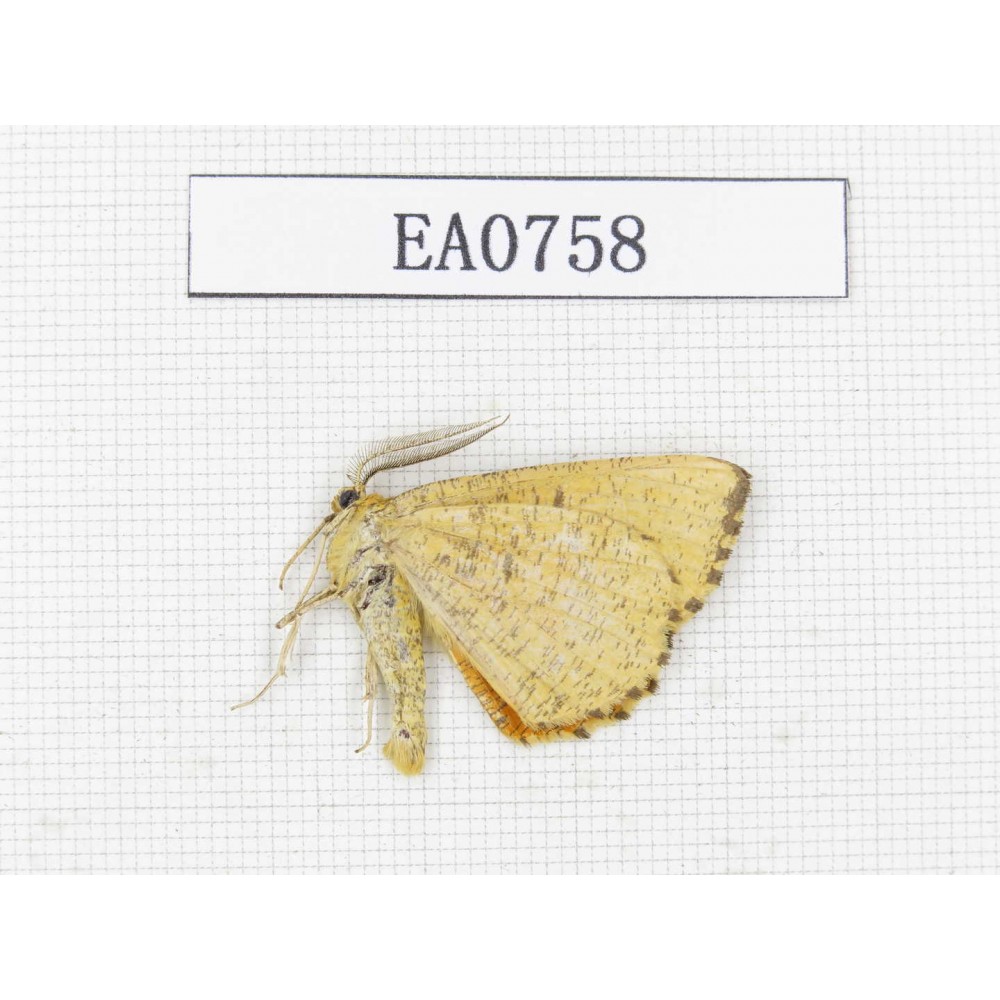 Moths sp. China, Heilongjiang, Mudanjiang. 1Pcs. EA0758.