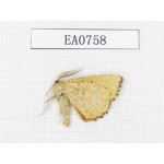 Moths sp. China, Heilongjiang, Mudanjiang. 1Pcs. EA0758.
