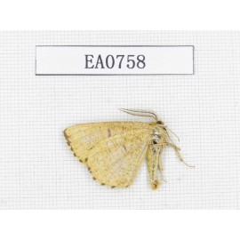 Moths sp. China, Heilongjiang, Mudanjiang. 1Pcs. EA0758.