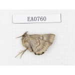 Moths sp. China, Yunnan, Dali, Fengyi town.1Pcs. EA0760.
