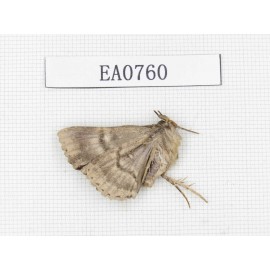 Moths sp. China, Yunnan, Dali, Fengyi town.1Pcs. EA0760.