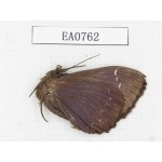 Moths sp. China,  Sichuan, Yajiang county. 1Pcs. EA0762.