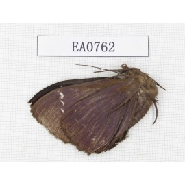 Moths sp. China,  Sichuan, Yajiang county. 1Pcs. EA0762.