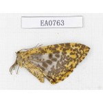 Geometridae sp. China,  Sichuan, Ganzi, Yajiang county. 1Pcs. EA0763.
