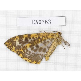 Geometridae sp. China,  Sichuan, Ganzi, Yajiang county. 1Pcs. EA0763.