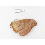 Saturniidae sp. China, Heilongjiang, Mudanjiang. 1F. EA0783.