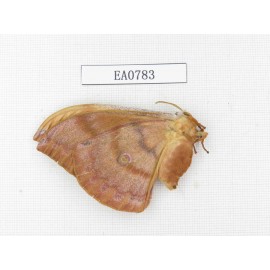 Saturniidae sp. China, Heilongjiang, Mudanjiang. 1F. EA0783.