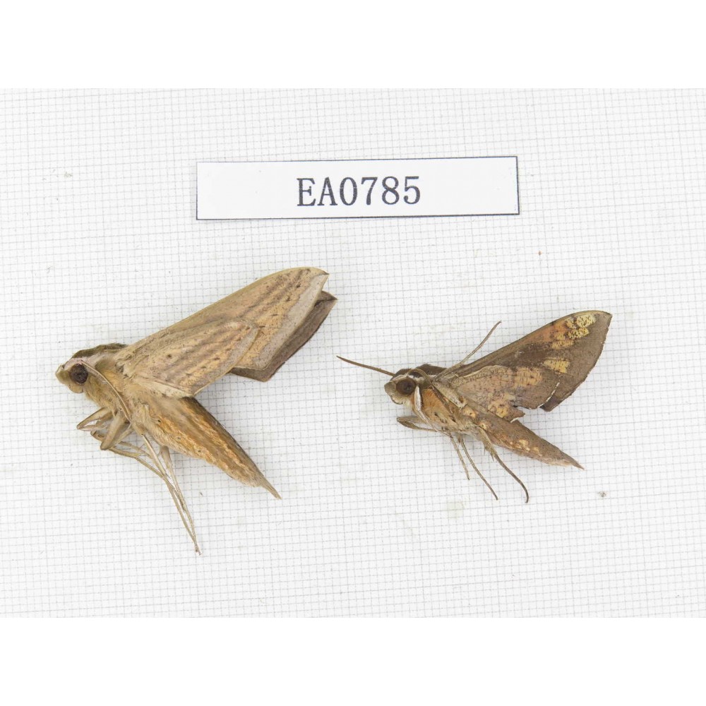 Sphingidae sp. China, Guangxi, Hezhou. 2Pcs. EA0785.