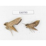 Sphingidae sp. China, Guangxi, Hezhou. 2Pcs. EA0785.
