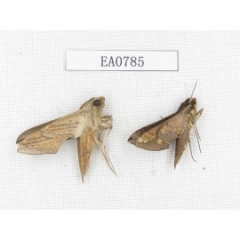 Sphingidae sp. China, Guangxi, Hezhou. 2Pcs. EA0785.