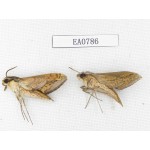 Sphingidae sp. China, Guangxi, Hezhou. 2Pcs. EA0786.