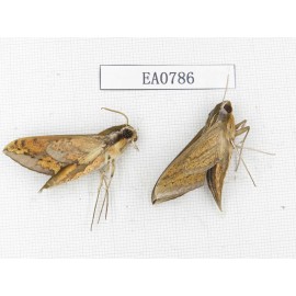 Sphingidae sp. China, Guangxi, Hezhou. 2Pcs. EA0786.