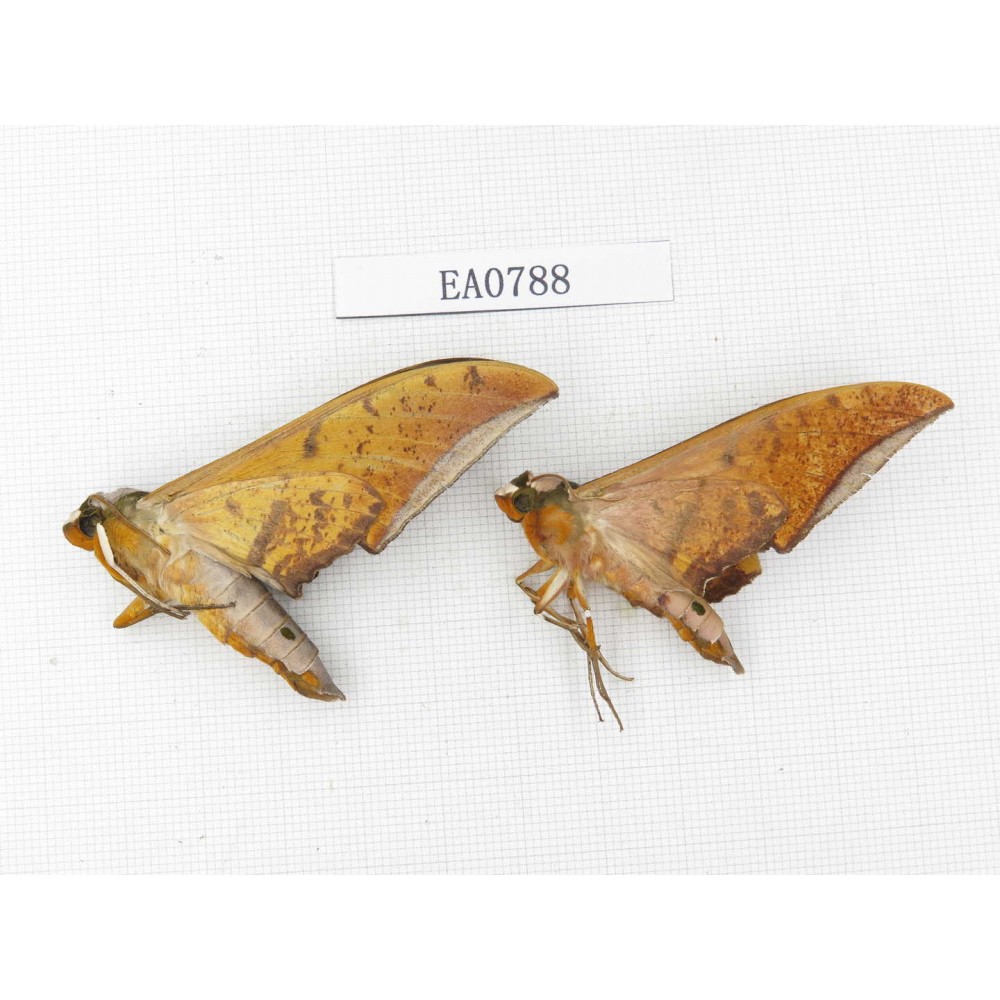 Sphingidae sp. China, Guangxi, Hezhou. 2Pcs. EA0788.