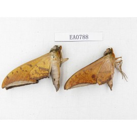Sphingidae sp. China, Guangxi, Hezhou. 2Pcs. EA0788.