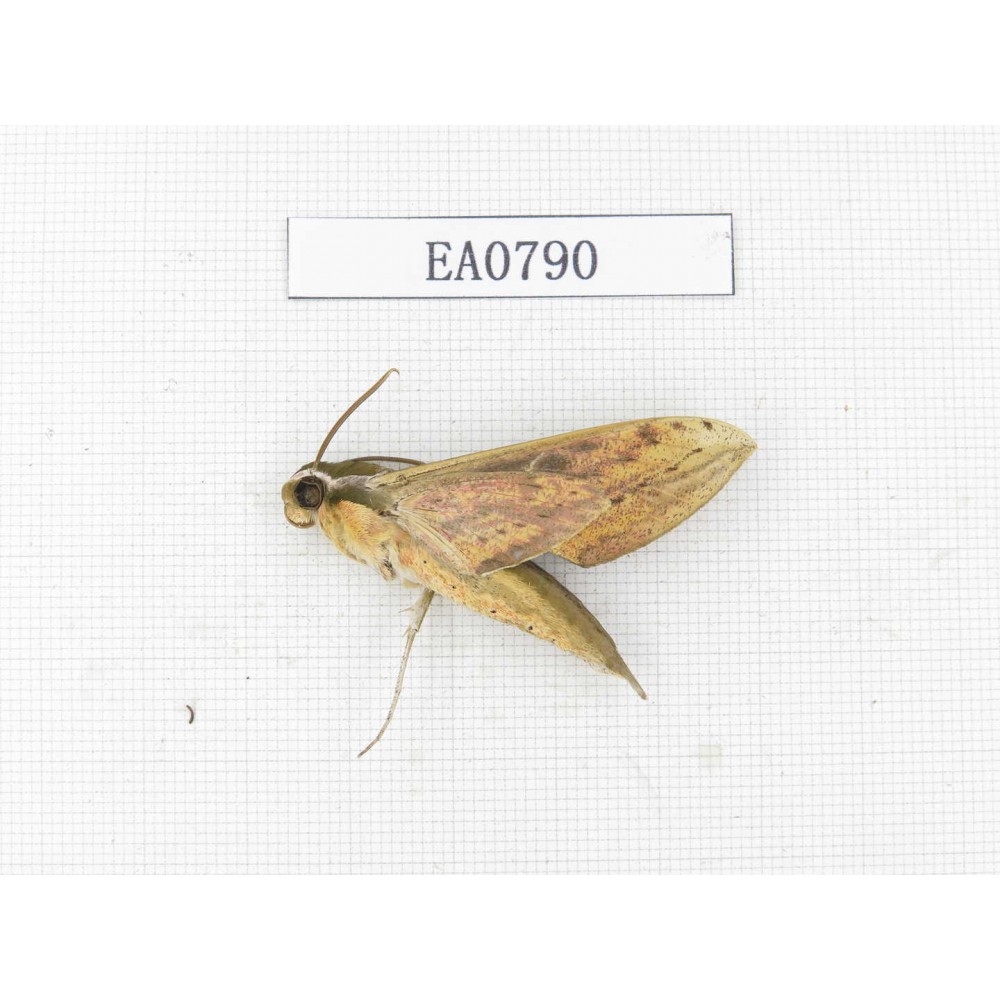 Sphingidae sp. China, Guangxi, Hezhou. 1Pcs. EA0790.