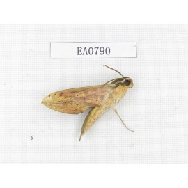 Sphingidae sp. China, Guangxi, Hezhou. 1Pcs. EA0790.