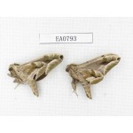 Sphingidae sp. China, Guangxi, Hezhou. 2Pcs. EA0793.