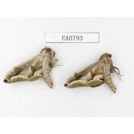 Sphingidae sp. China, Guangxi, Hezhou. 2Pcs. EA0793.