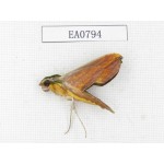 Sphingidae sp. China, Guangxi, Hezhou. 1Pcs. EA0794.