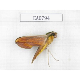 Sphingidae sp. China, Guangxi, Hezhou. 1Pcs. EA0794.