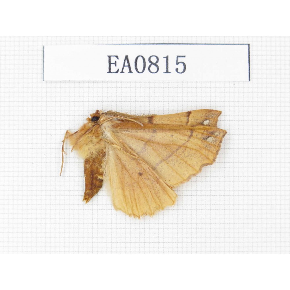 Moths sp. China,  Heilongjiang, Mudanjiang. 1Pcs. EA0815.