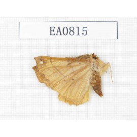 Moths sp. China,  Heilongjiang, Mudanjiang. 1Pcs. EA0815.