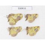 Moths sp. China,  Heilongjiang, Mudanjiang. 4Pcs. EA0816.