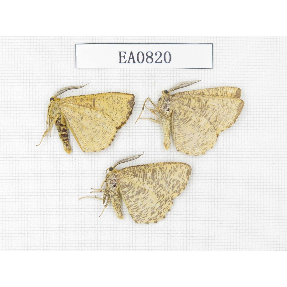 Moths sp. China,  Heilongjiang, Mudanjiang. 3Pcs. EA0820.