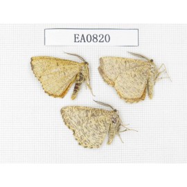 Moths sp. China,  Heilongjiang, Mudanjiang. 3Pcs. EA0820.