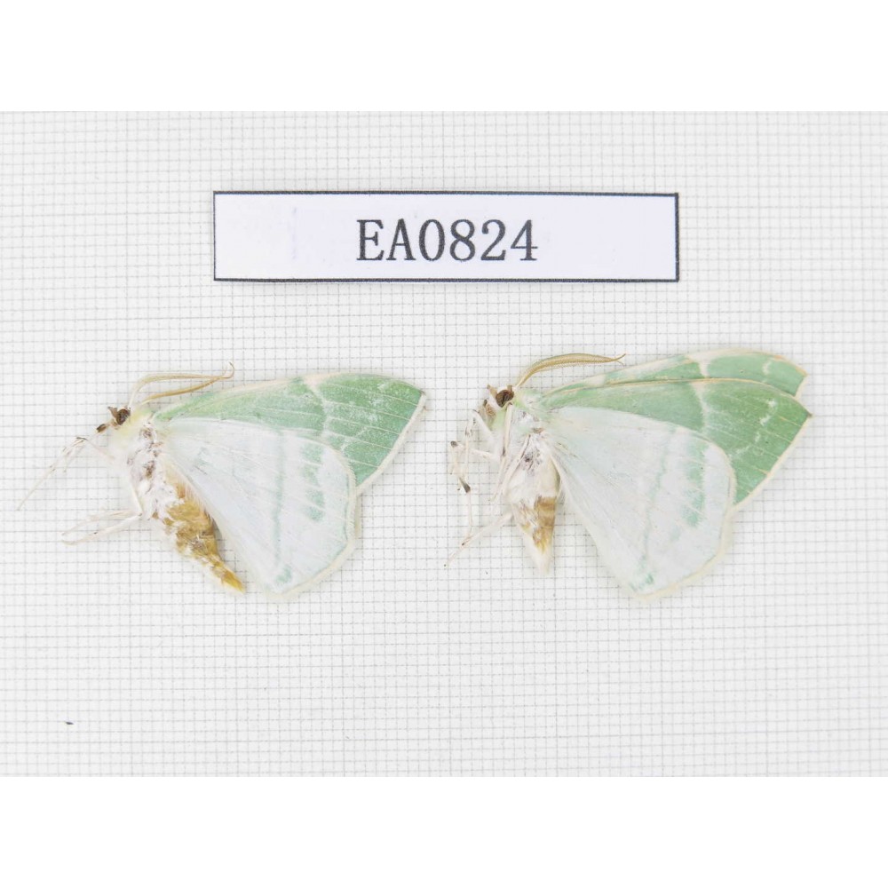 Geometridae sp. China,  Heilongjiang, Mudanjiang. 2Pcs. EA0824.