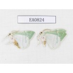 Geometridae sp. China,  Heilongjiang, Mudanjiang. 2Pcs. EA0824.