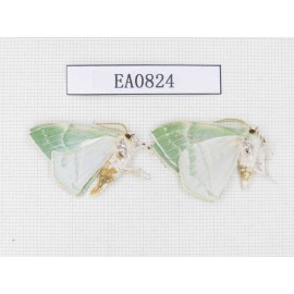 Geometridae sp. China,  Heilongjiang, Mudanjiang. 2Pcs. EA0824.