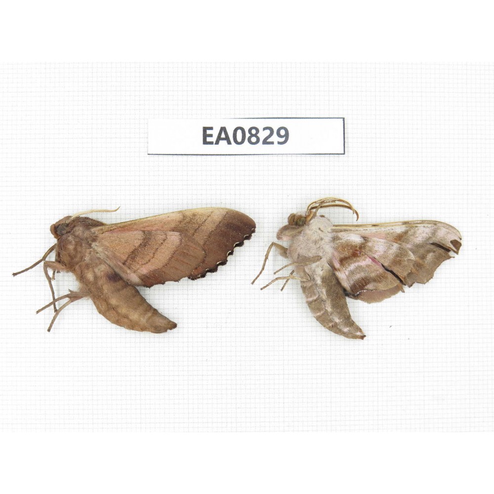 Sphingidae sp. China, Heilongjiang, Mudanjiang. 2Pcs. EA0829.