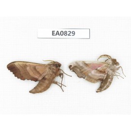 Sphingidae sp. China, Heilongjiang, Mudanjiang. 2Pcs. EA0829.