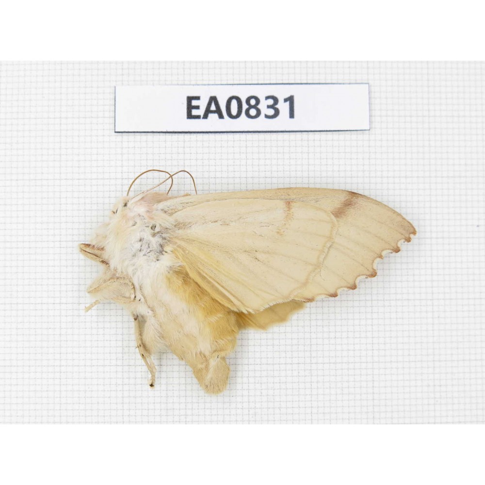 Sphingidae sp. China, Heilongjiang, Mudanjiang. 1Pcs. EA0831.