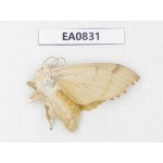 Sphingidae sp. China, Heilongjiang, Mudanjiang. 1Pcs. EA0831.