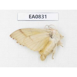 Sphingidae sp. China, Heilongjiang, Mudanjiang. 1Pcs. EA0831.