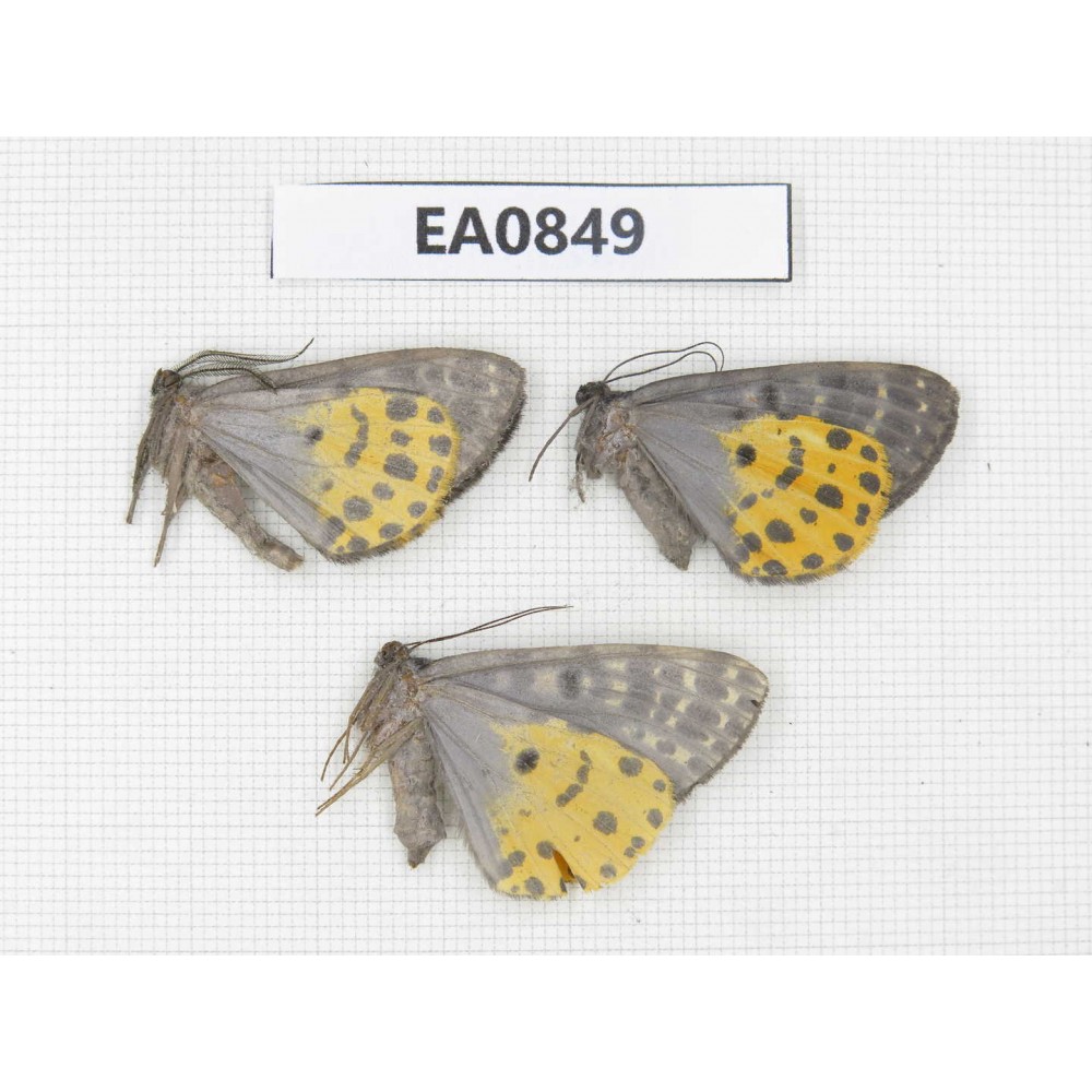 Geometridae sp. China, W of Yunnan, Lijiang area, W of Lijiang, C of Mt. Yunling. 3Pcs. EA0849.