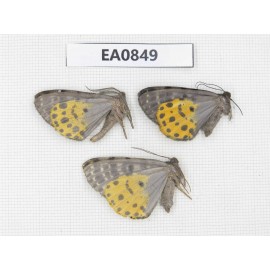 Geometridae sp. China, W of Yunnan, Lijiang area, W of Lijiang, C of Mt. Yunling. 3Pcs. EA0849.