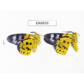Day flying moths sp. China, S of Yunnan, Xishuangbanna, Mengla county. 2Pcs. EA0850.