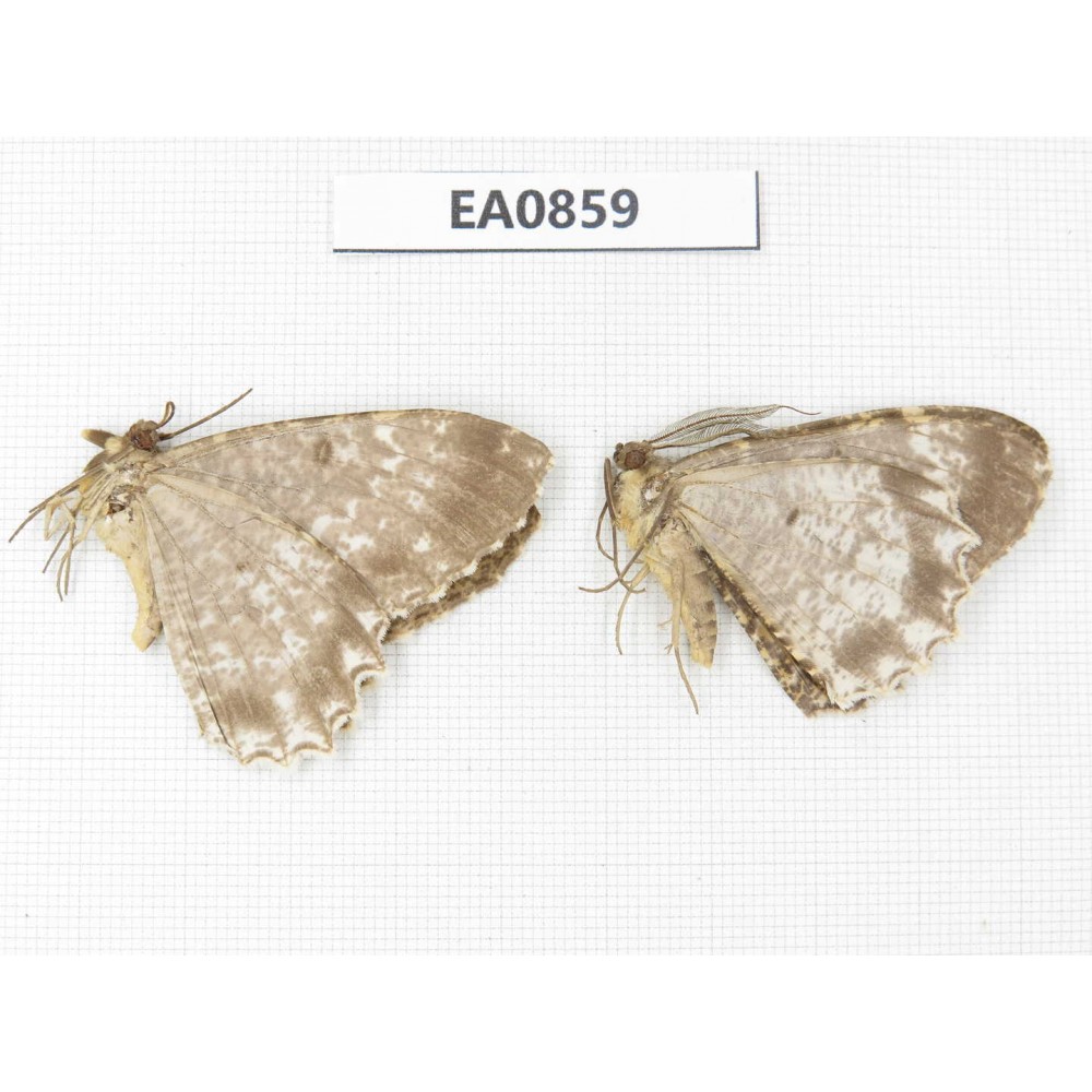 Geometridae sp. China, W of Sichuan, Ganzi, Yajiang county. 2Pcs. EA0859.