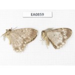 Geometridae sp. China, W of Sichuan, Ganzi, Yajiang county. 2Pcs. EA0859.