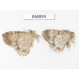 Geometridae sp. China, W of Sichuan, Ganzi, Yajiang county. 2Pcs. EA0859.
